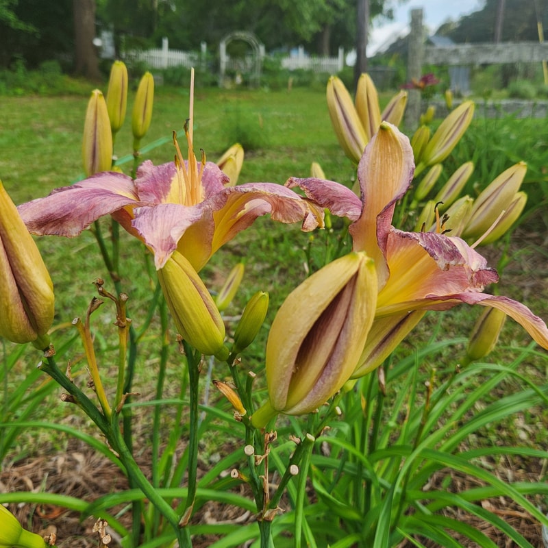 Fancy This daylily bloom