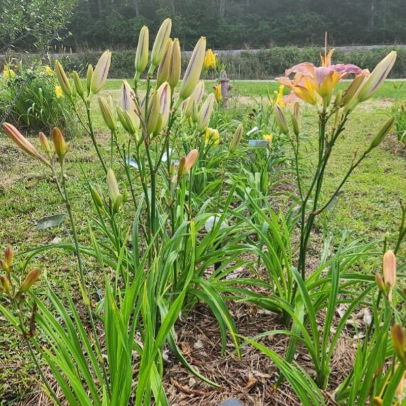 Fancy This from PlantFancyGardens