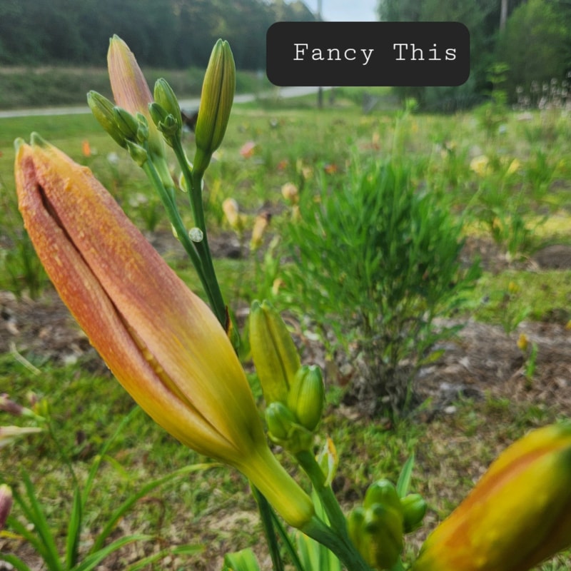 Fancy This from PlantFancyGardens