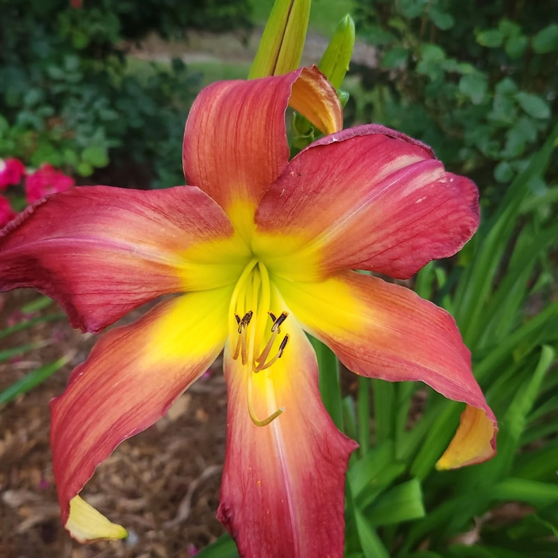 Fire Blast daylily bloom