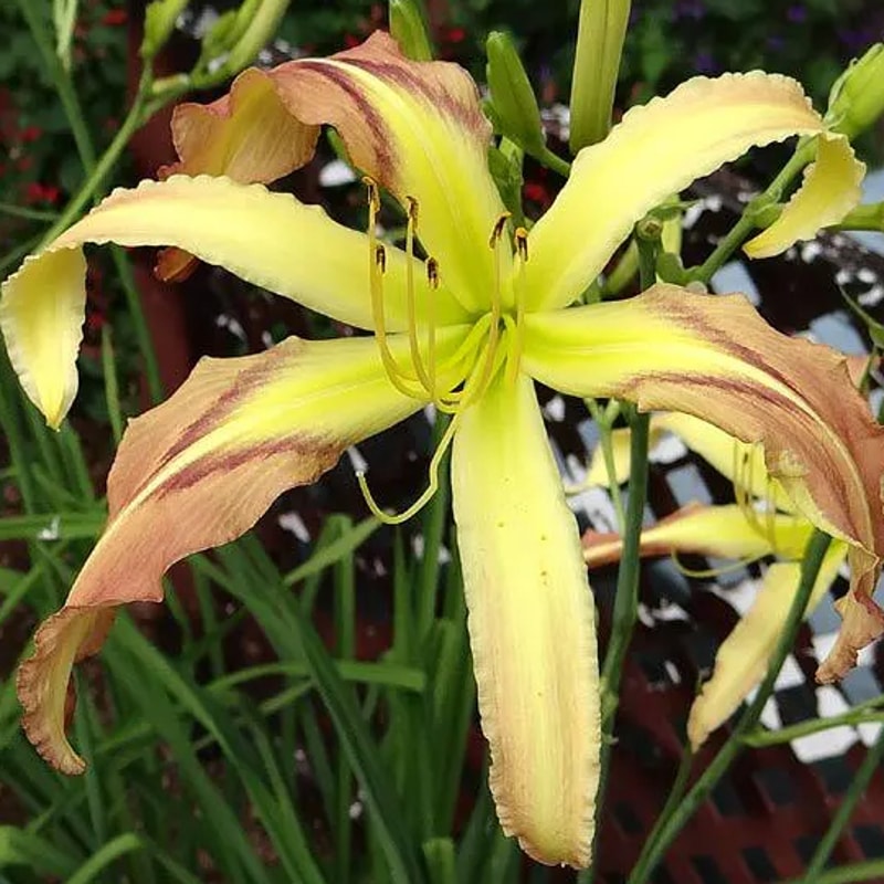 Fol De Rol daylily bloom