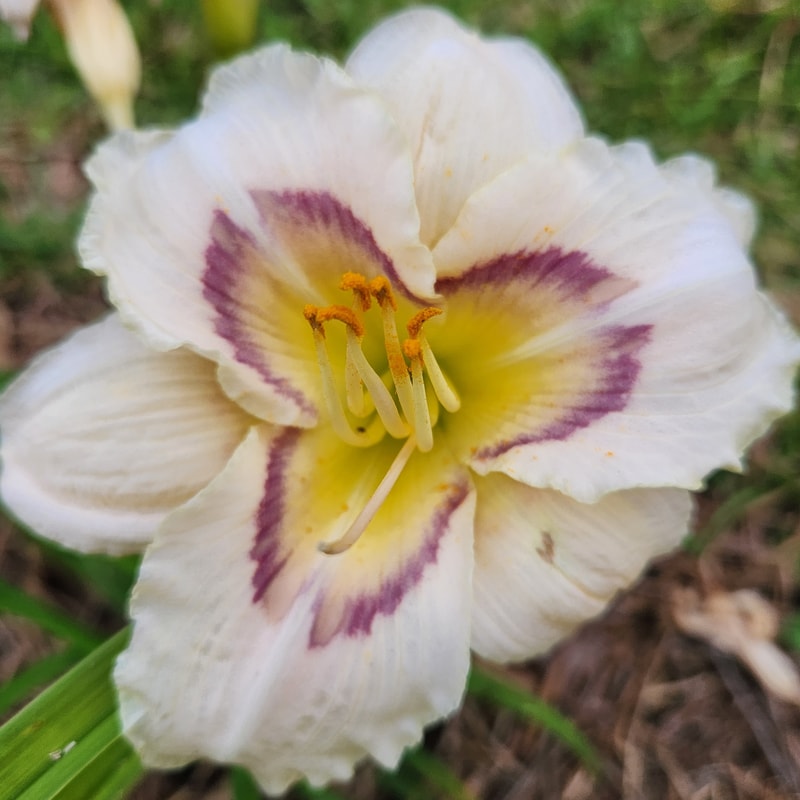 Flash Force daylily bloom