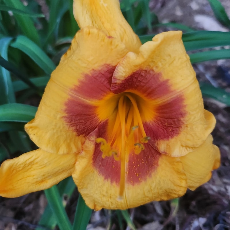Fooled Me daylily bloom