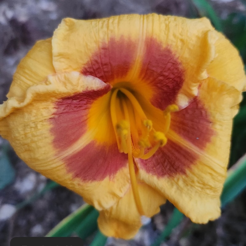 Fooled Me from PlantFancyGardens