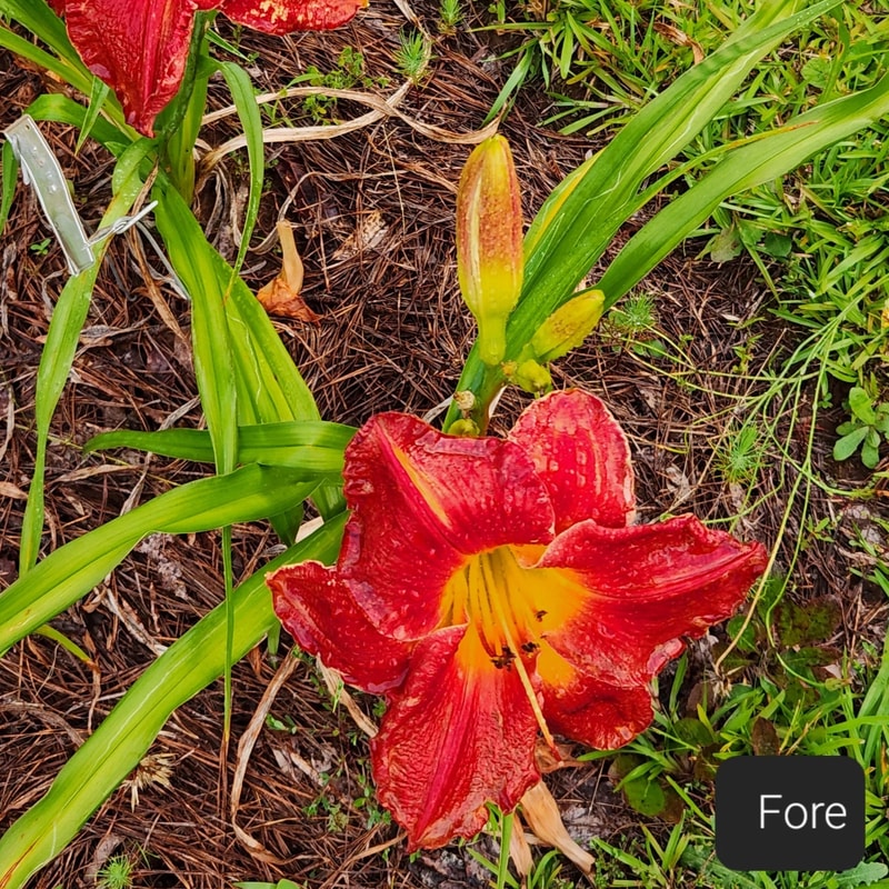 Fore from PlantFancyGardens