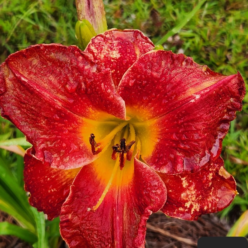 Fore daylily bloom