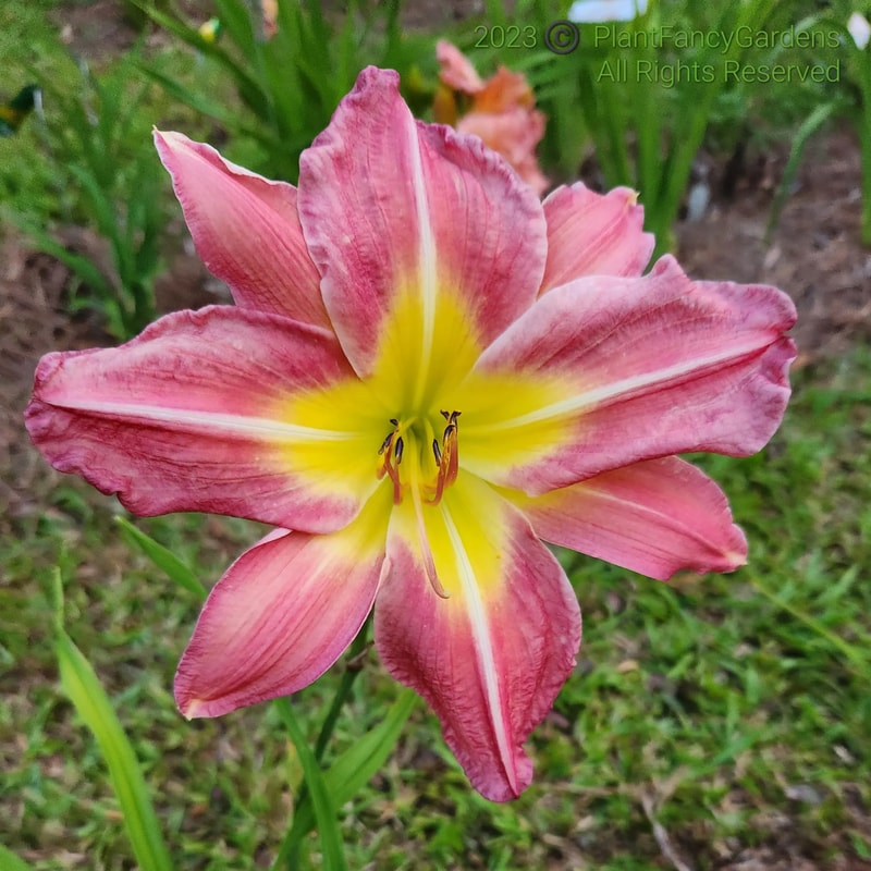 Forsyth Flying Dragon daylily bloom