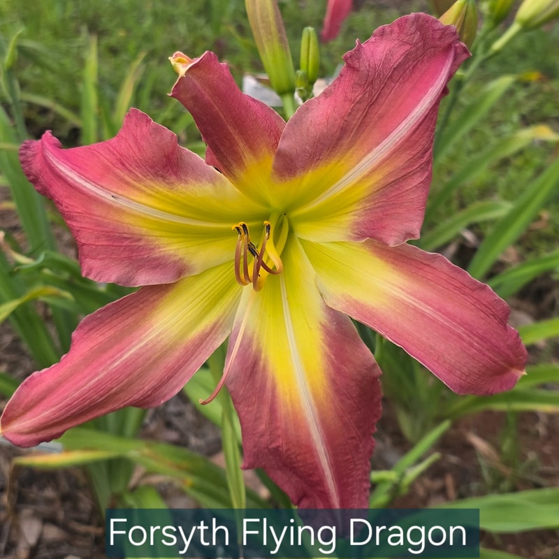 Forsyth Flying Dragon from PlantFancyGardens