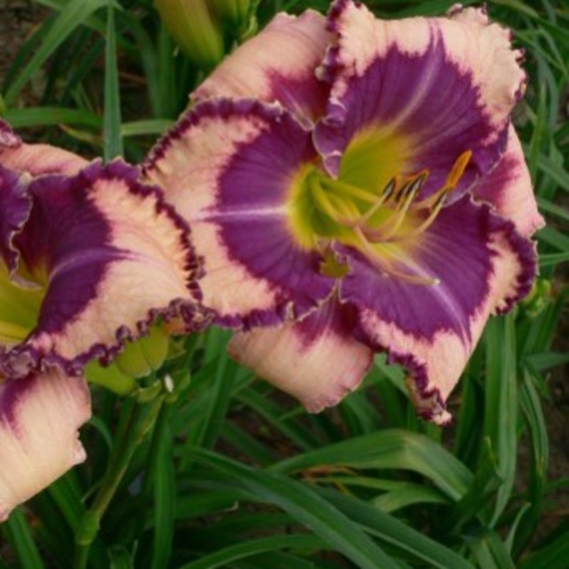 The Grape Unknown daylily bloom