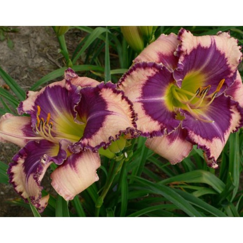 The Grape Unknown from PlantFancyGardens