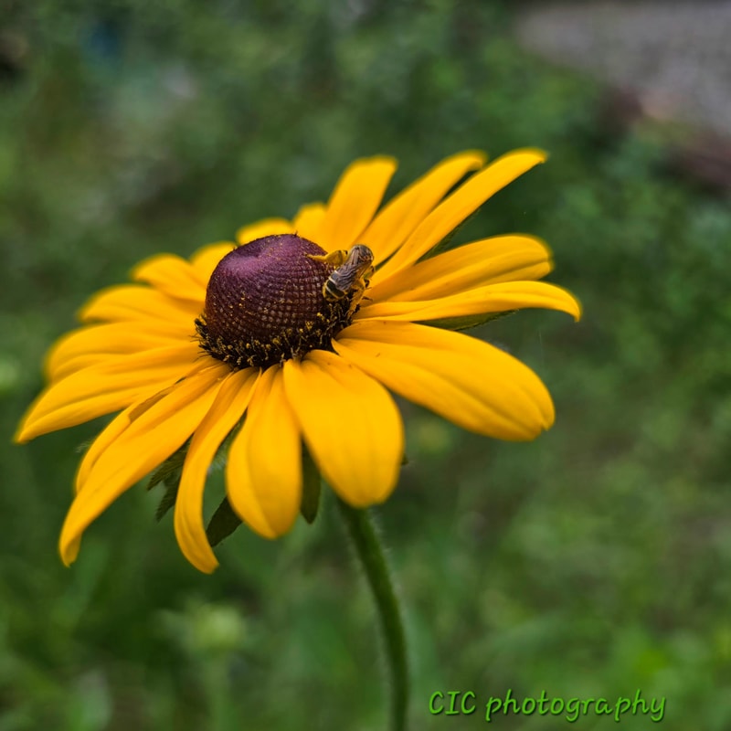Fruit Loops from PlantFancyGardens