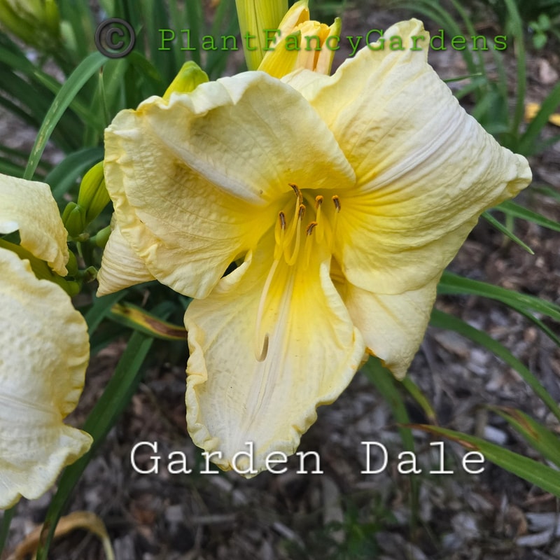 Garden Dale from PlantFancyGardens