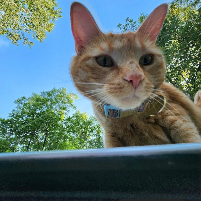 Garden Dale from PlantFancyGardens