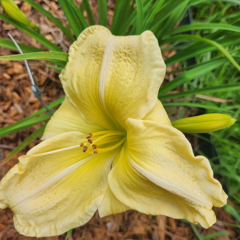 Garden Dale daylily bloom