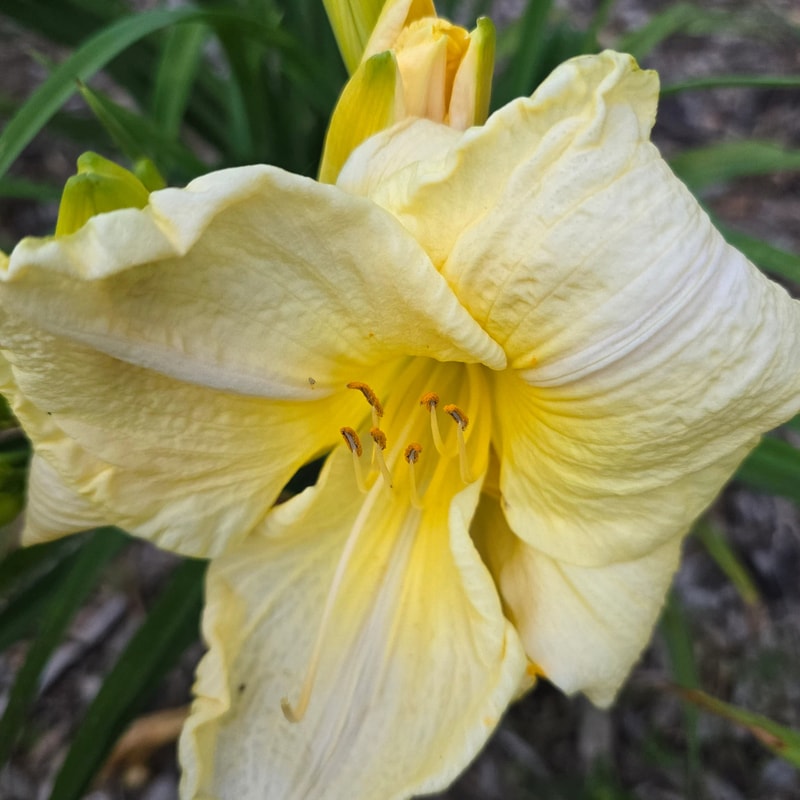 Garden Dale from PlantFancyGardens