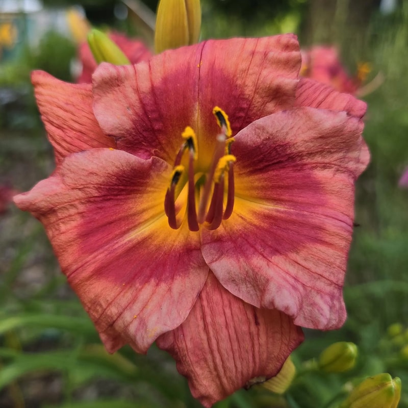 Gordon Biggs from PlantFancyGardens