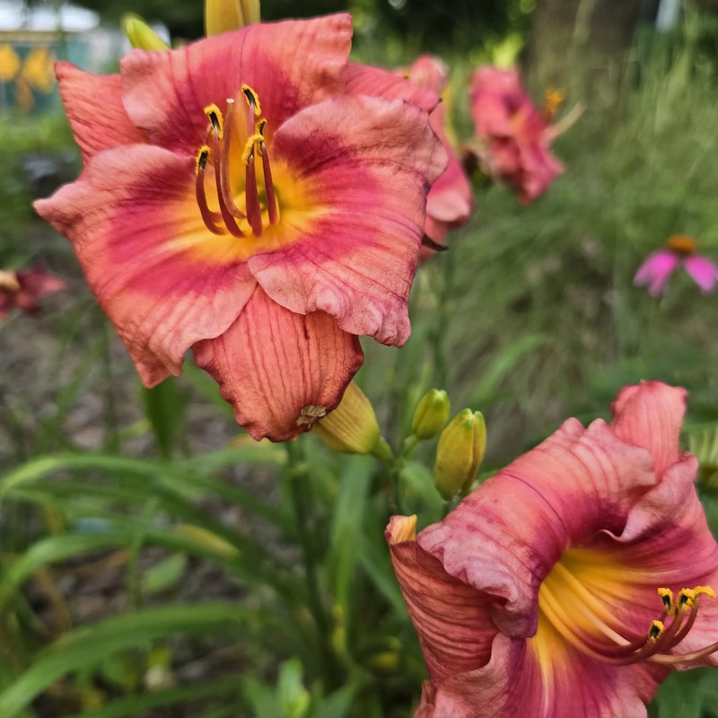 Gordon Biggs from PlantFancyGardens