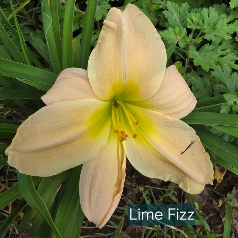 Lime Fizz