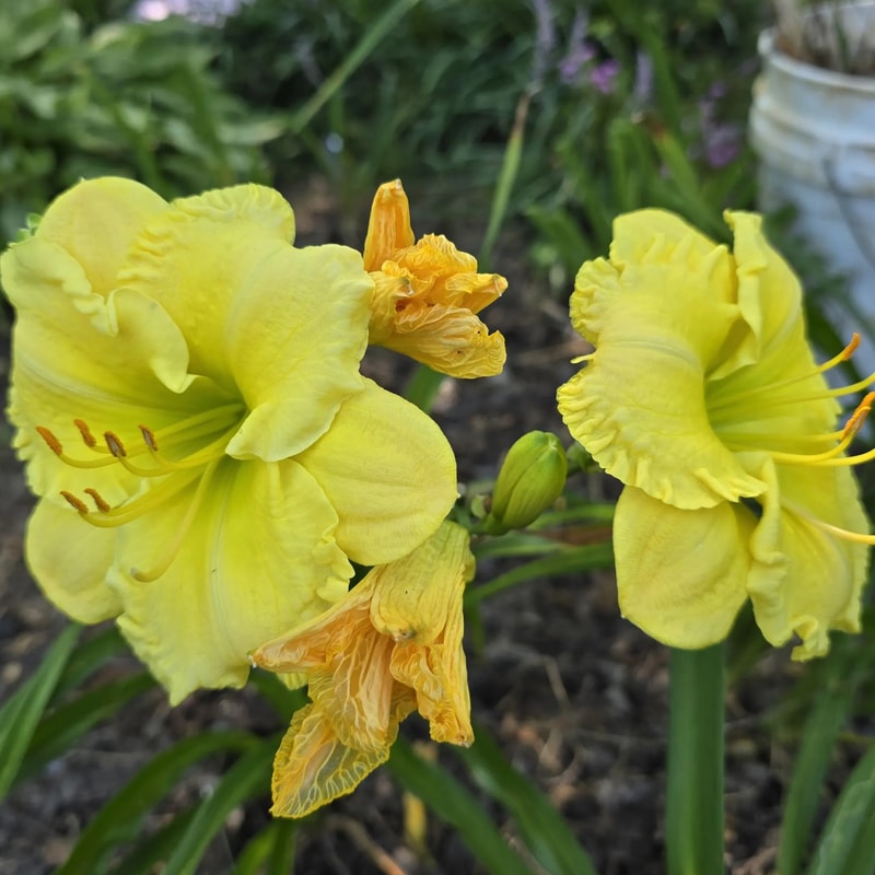 Gypsy Gold from PlantFancyGardens