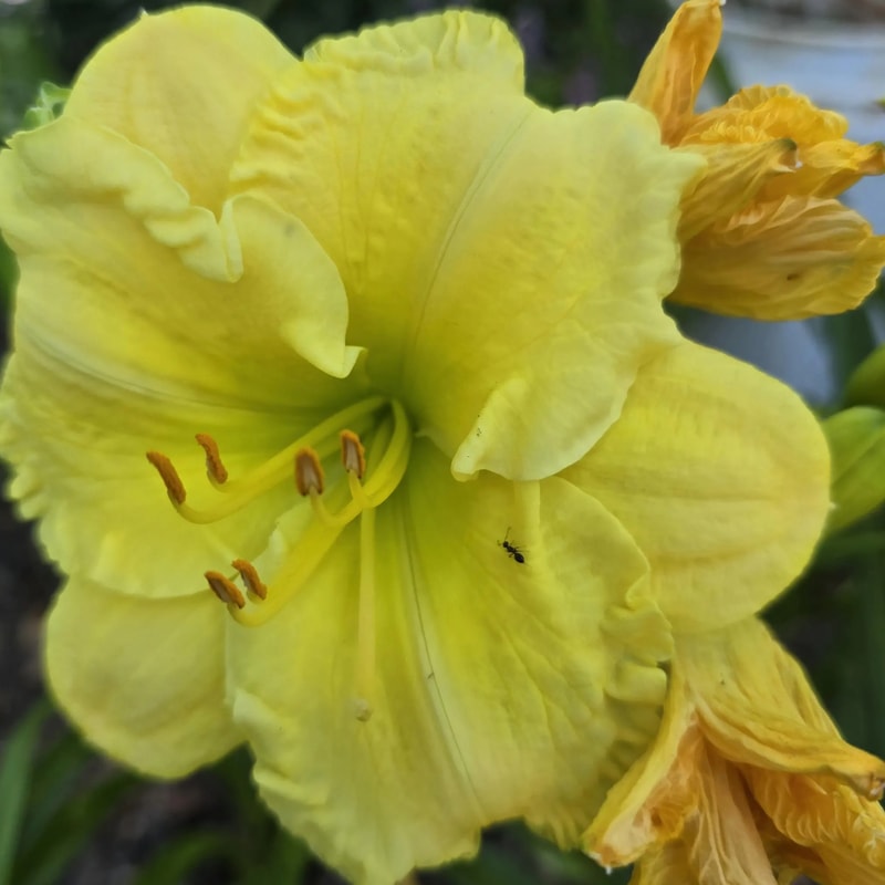 Gypsy Gold daylily bloom