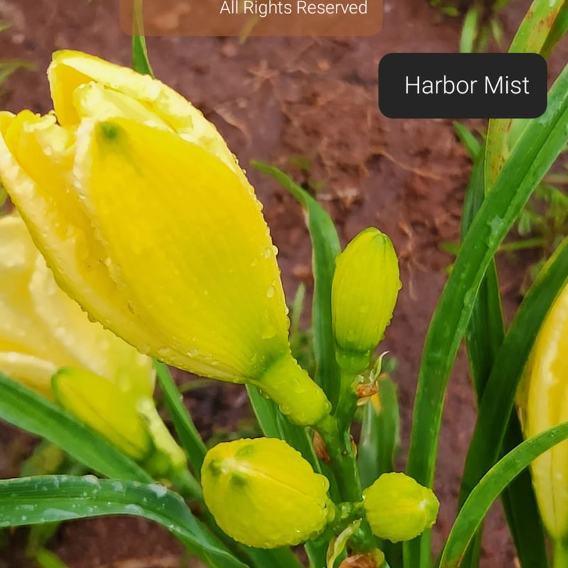 Harbor Mist from PlantFancyGardens