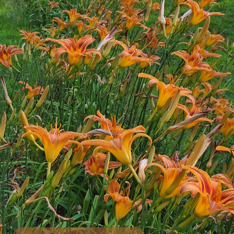 Green Kwanso daylily bloom