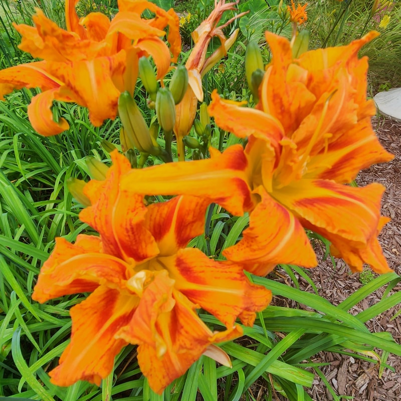 Green Kwanso from PlantFancyGardens