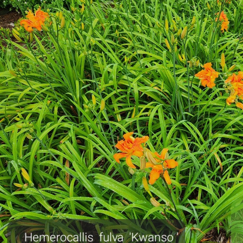 Green Kwanso from PlantFancyGardens