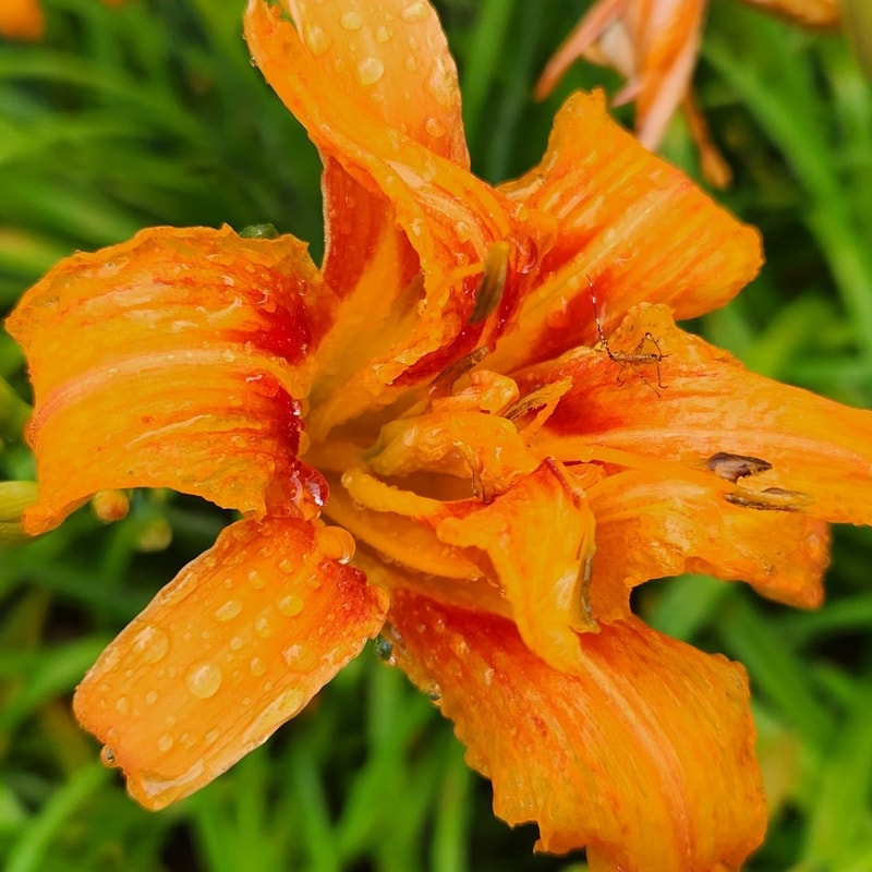 Green Kwanso from PlantFancyGardens