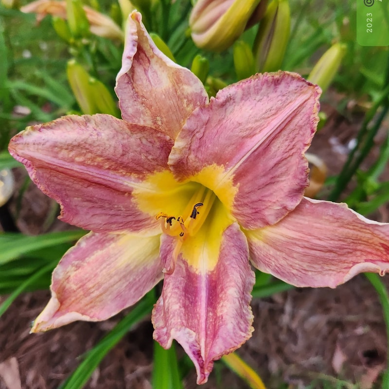 Hope Floats from PlantFancyGardens