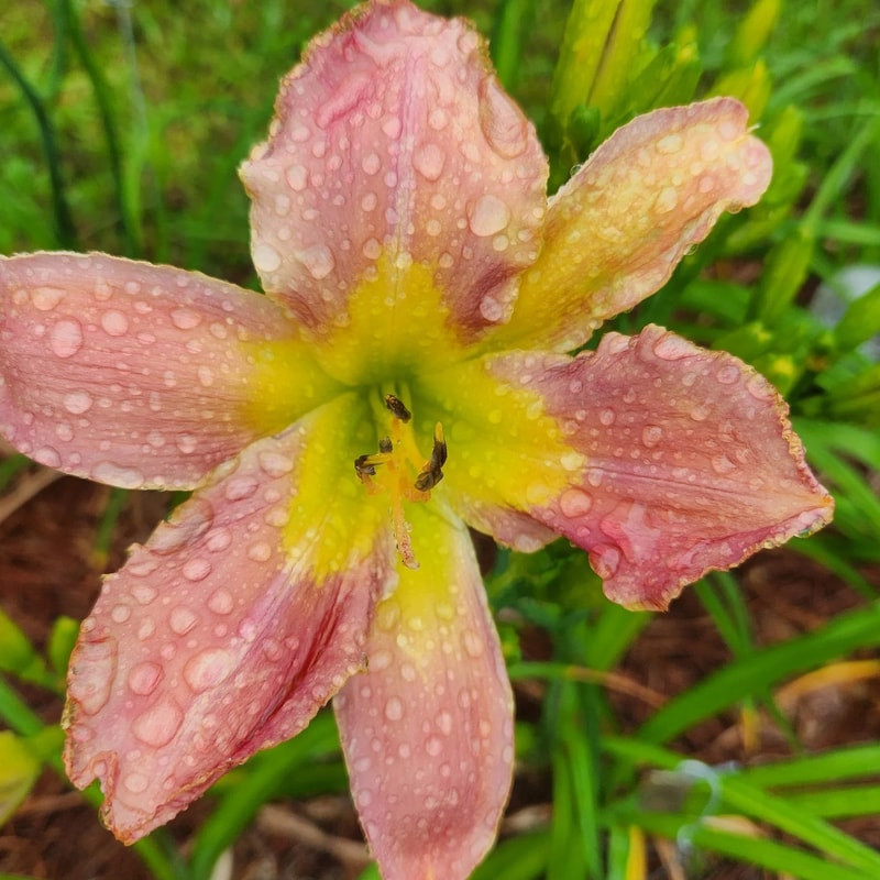 Hope Floats daylily bloom