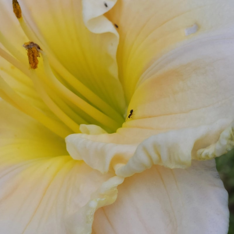 John Allgood from PlantFancyGardens