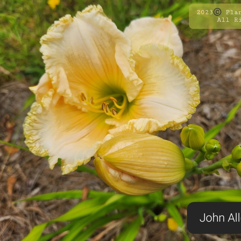 John Allgood from PlantFancyGardens