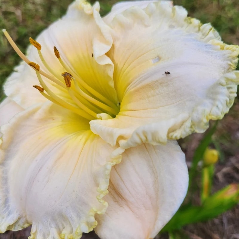 John Allgood daylily bloom