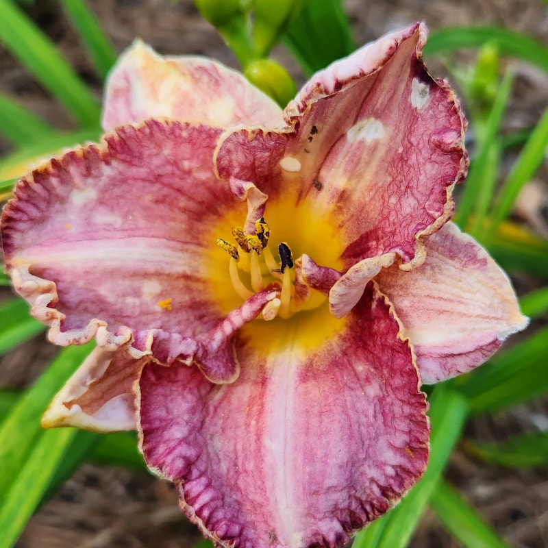Keowee Waters Edge daylily bloom