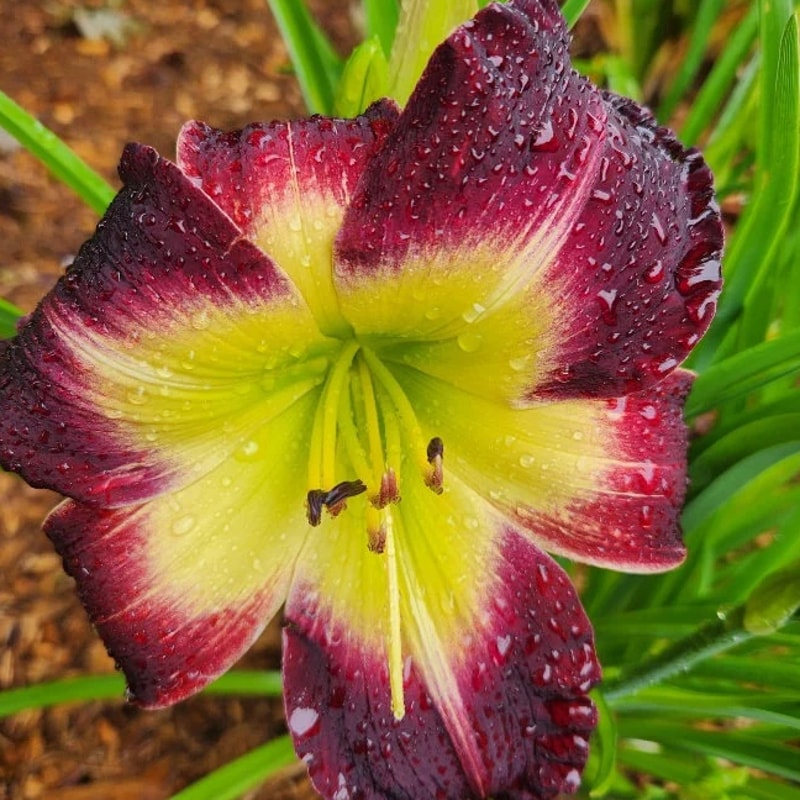 Laura Harwood daylily bloom