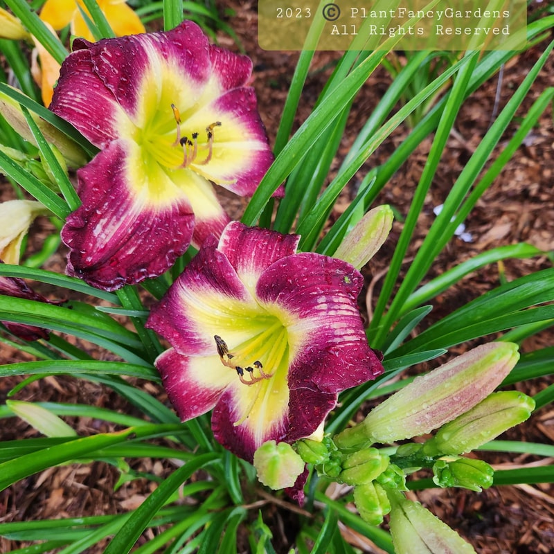 Laura Harwood from PlantFancyGardens