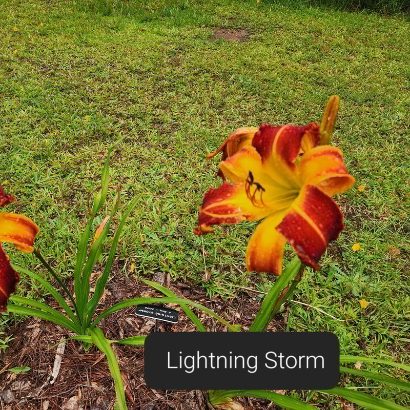 Lightning Storm daylily bloom