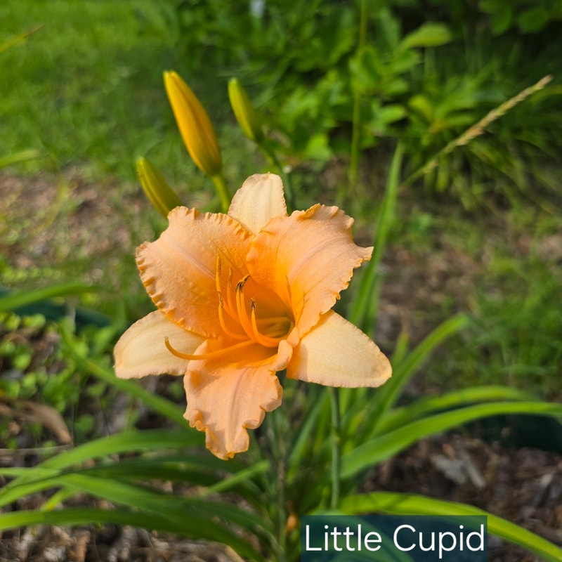 Little Cupid from PlantFancyGardens