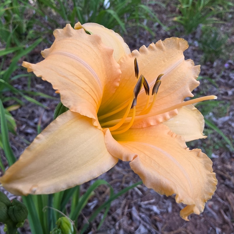 Little Cupid from PlantFancyGardens