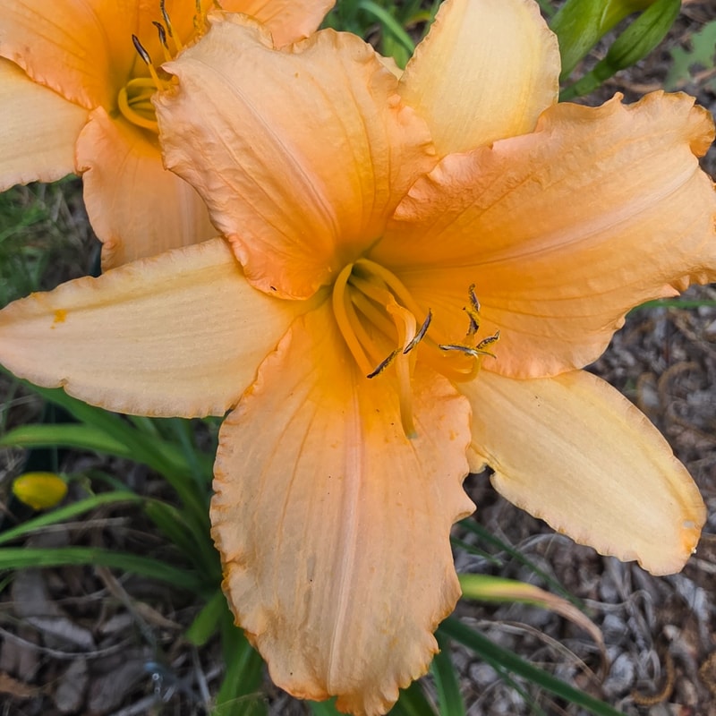 Little Cupid from PlantFancyGardens