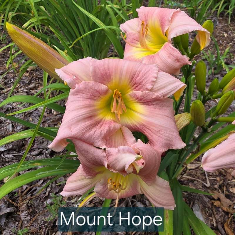 Mount Hope