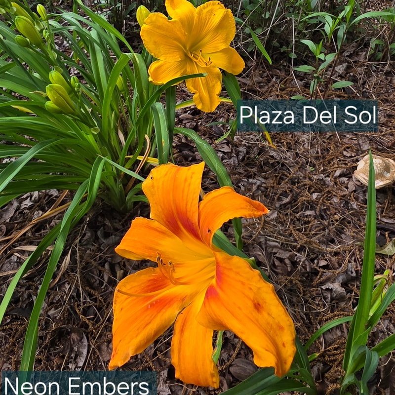 Neon Embers