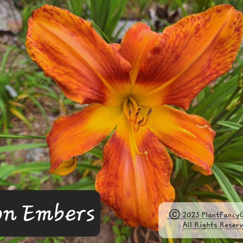 Neon Embers from PlantFancyGardens