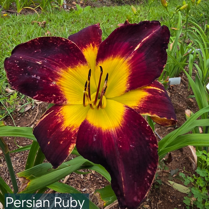 Persian Ruby from PlantFancyGardens