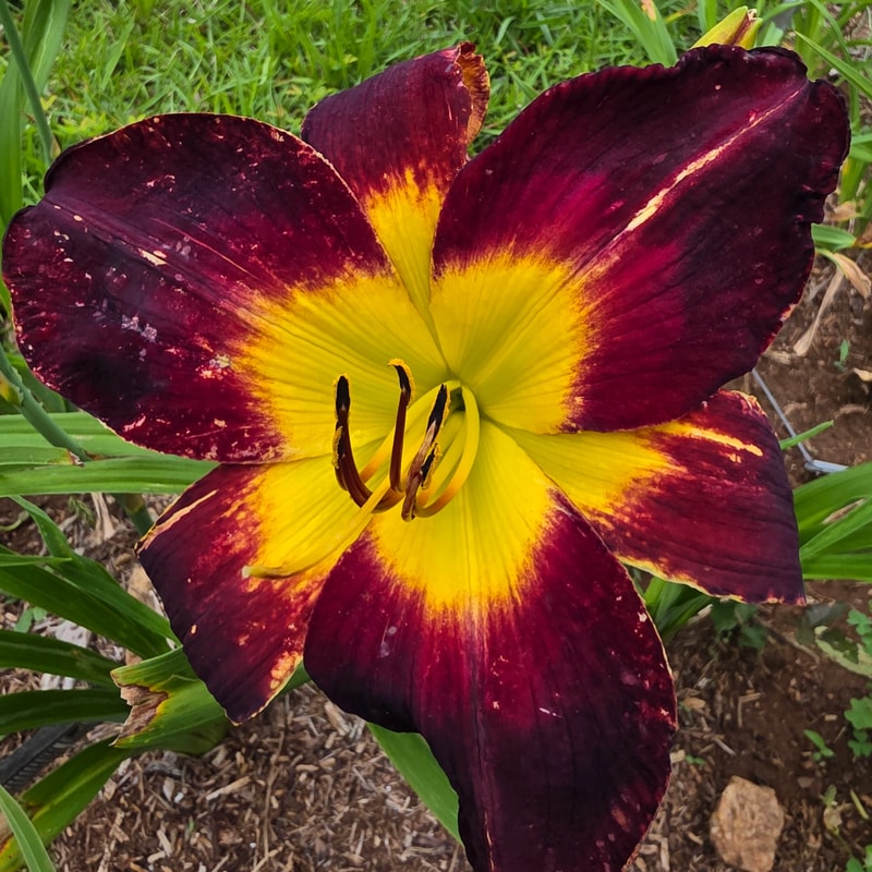 Persian Ruby from PlantFancyGardens
