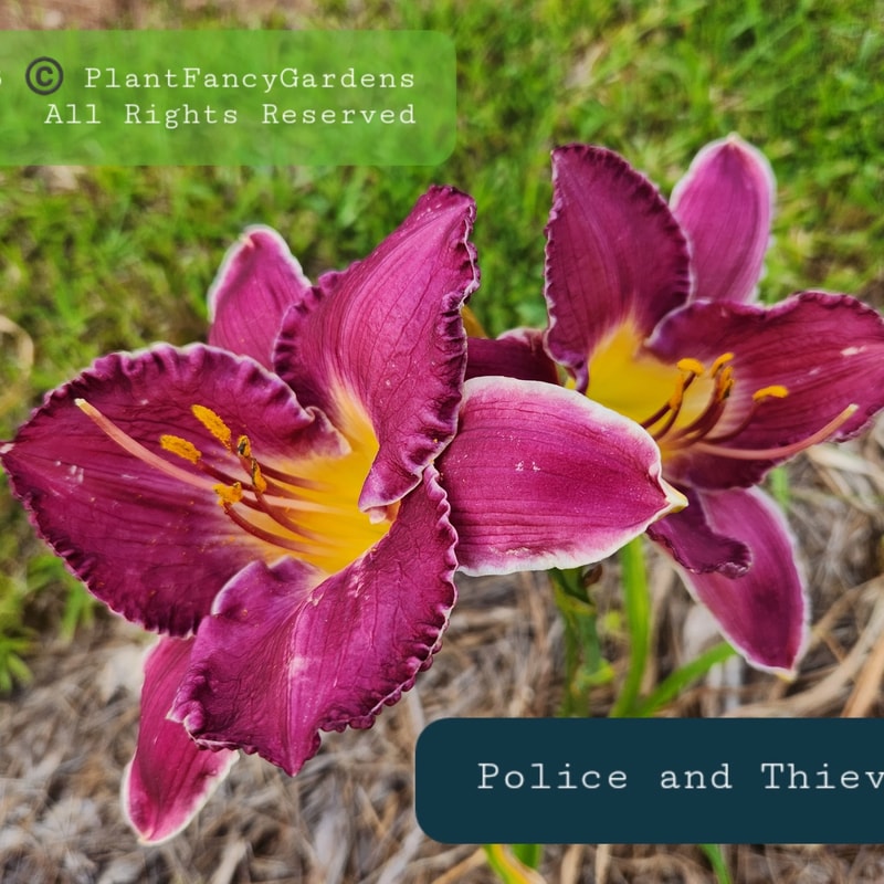 Police and Thieves from PlantFancyGardens