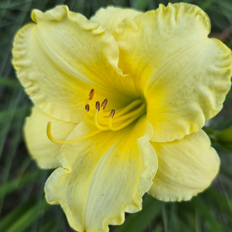 Pudgie daylily bloom