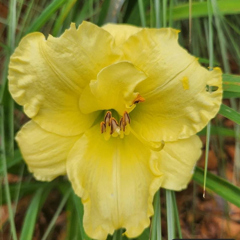 Pudgie from PlantFancyGardens