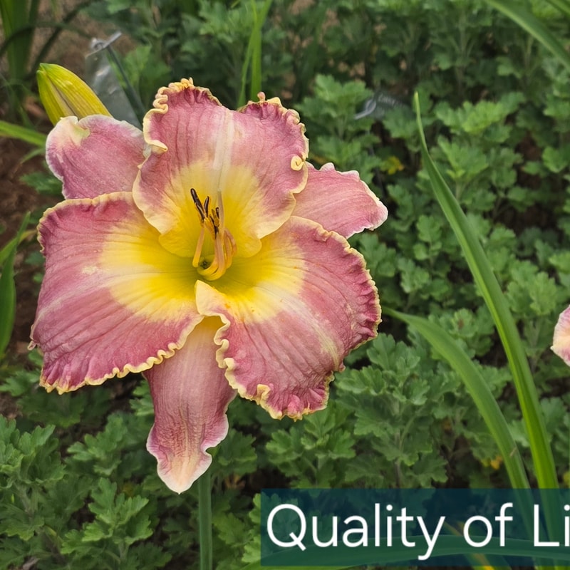Quality of Life from PlantFancyGardens